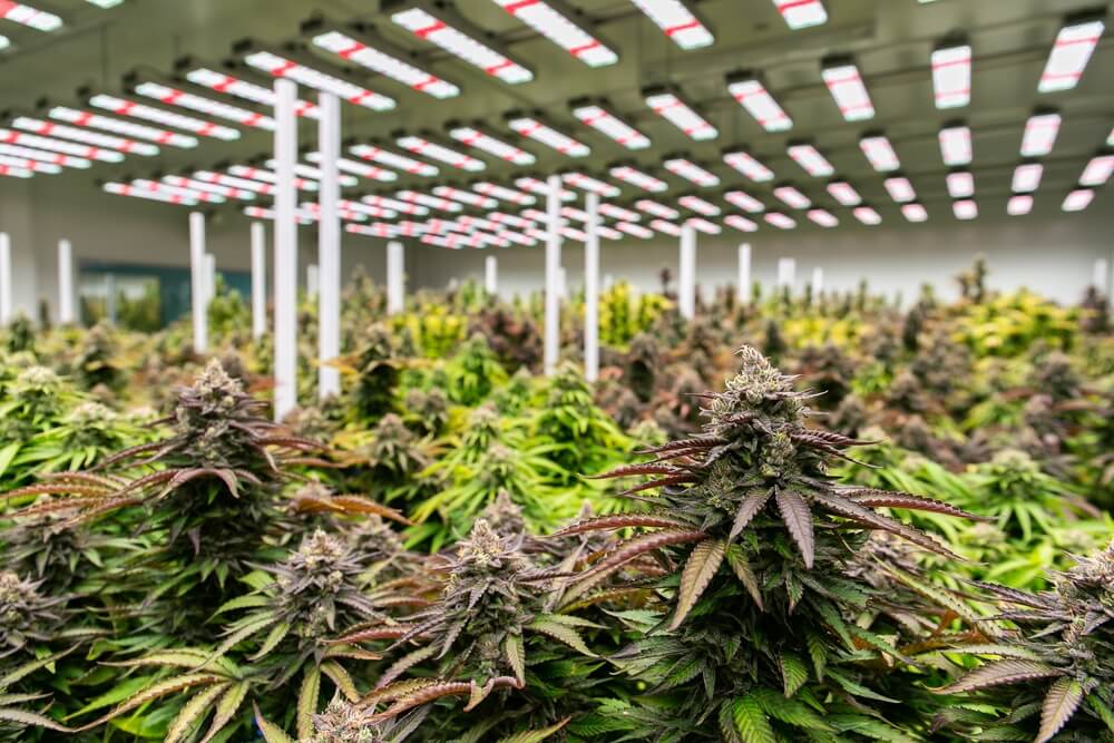 responsible cultivation