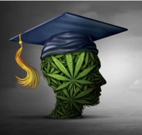 cannabis education