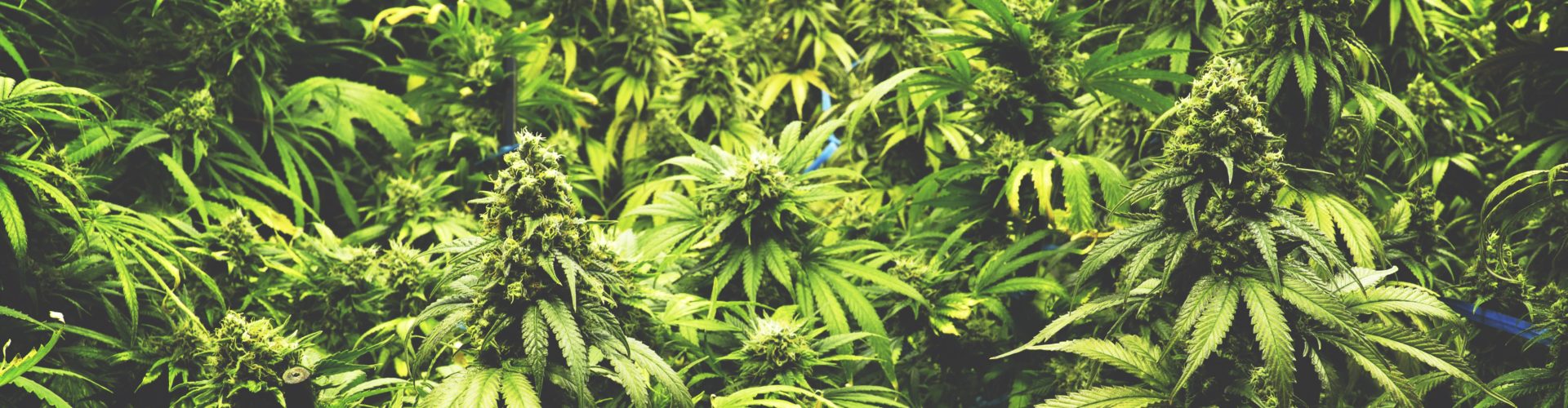 cannabis association image